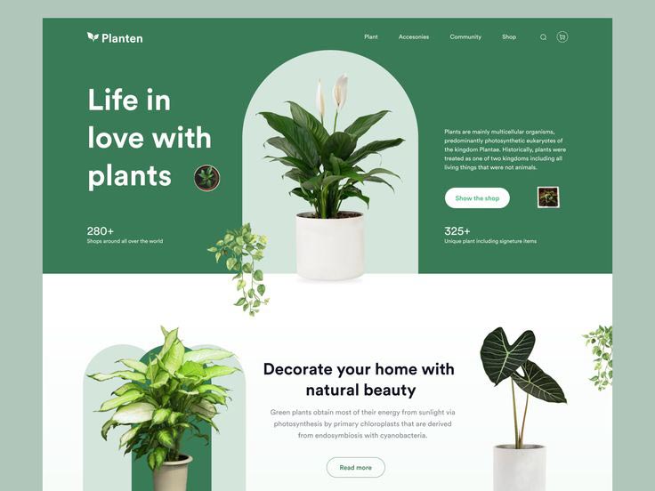 Website design for selling houseplants in Bandar Abbas - 0 تا 100 طراحی سایت فروش گیاهان آپارتمانی در بندرعباس